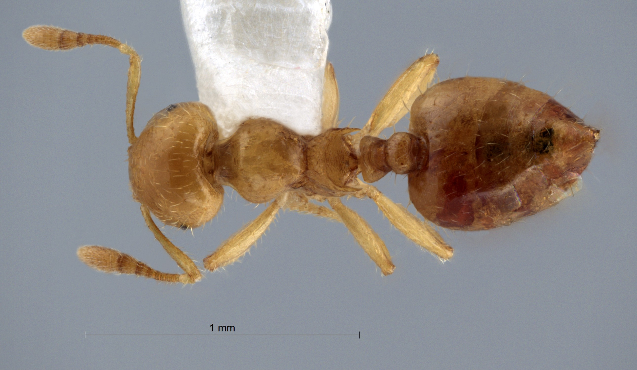 Crematogaster masukoi