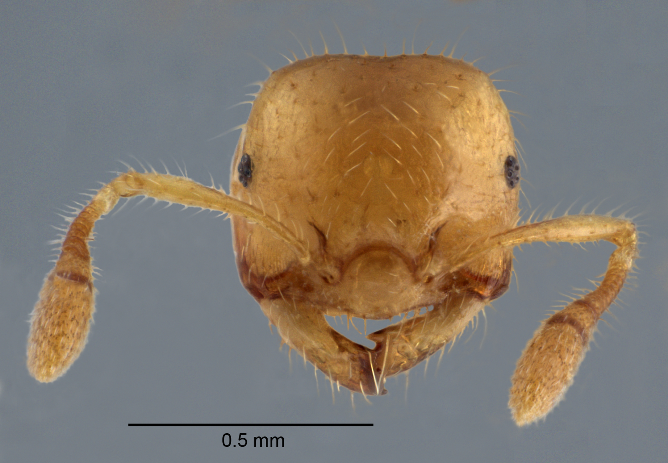 Crematogaster masukoifrontal