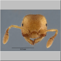 Crematogaster