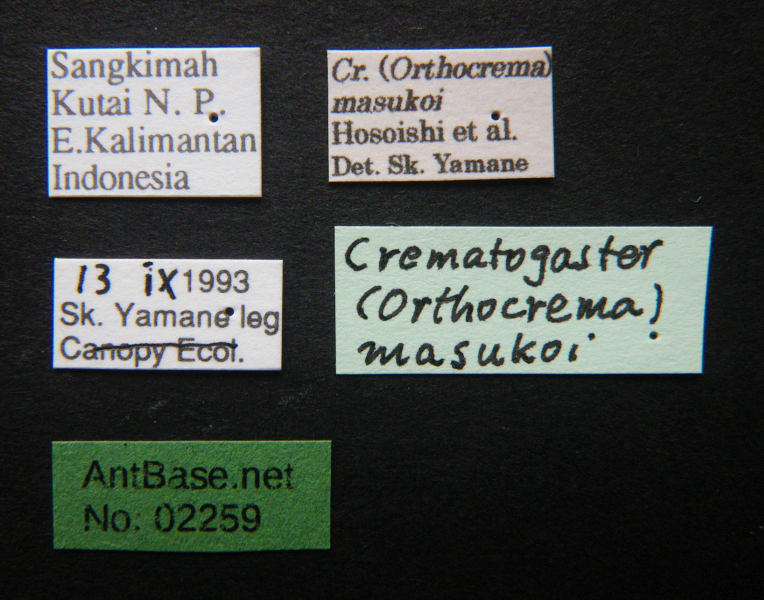 Crematogaster masukoilabel