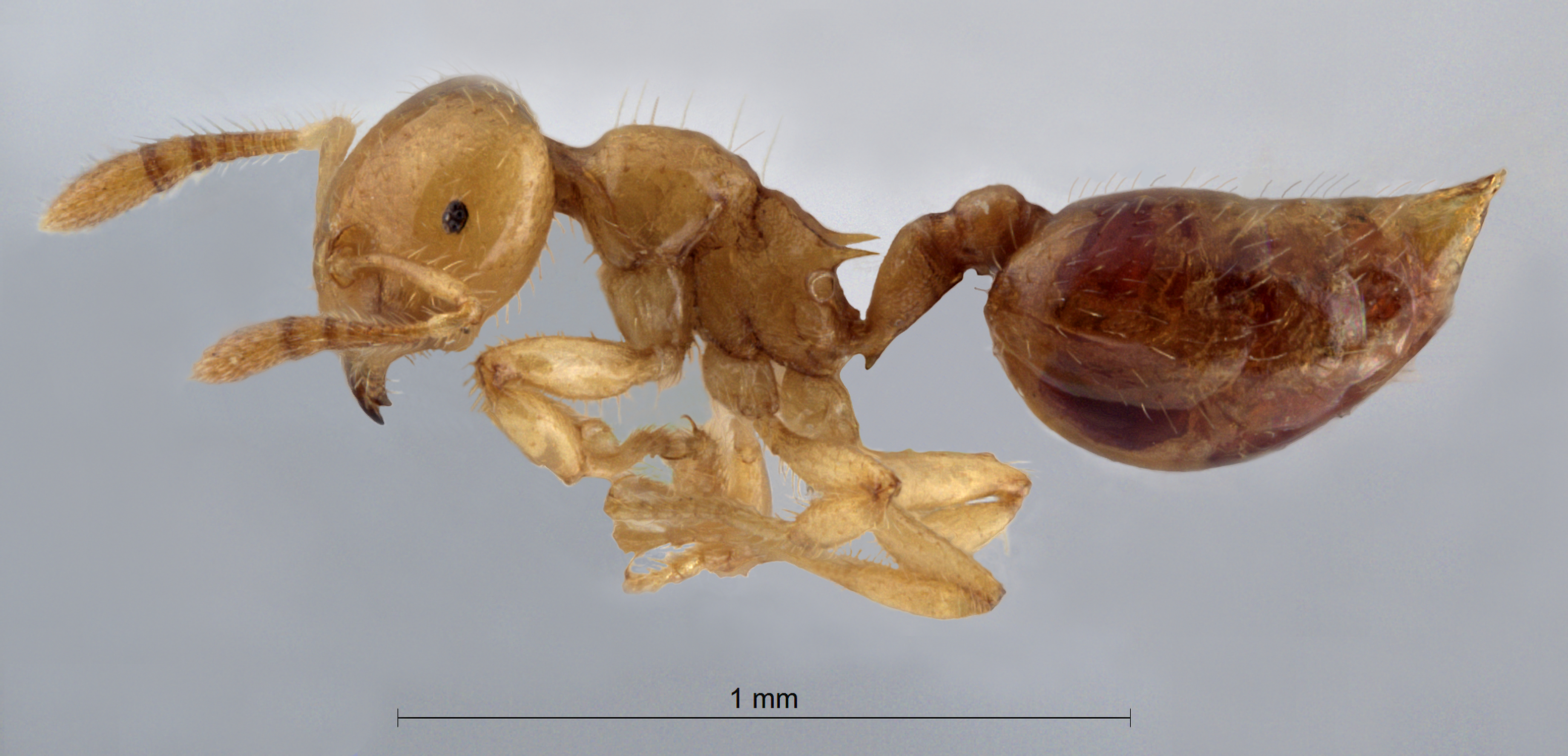 Crematogaster masukoilateral