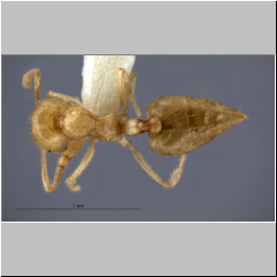  Crematogaster myops Forel, 1911, lateral
dorsal