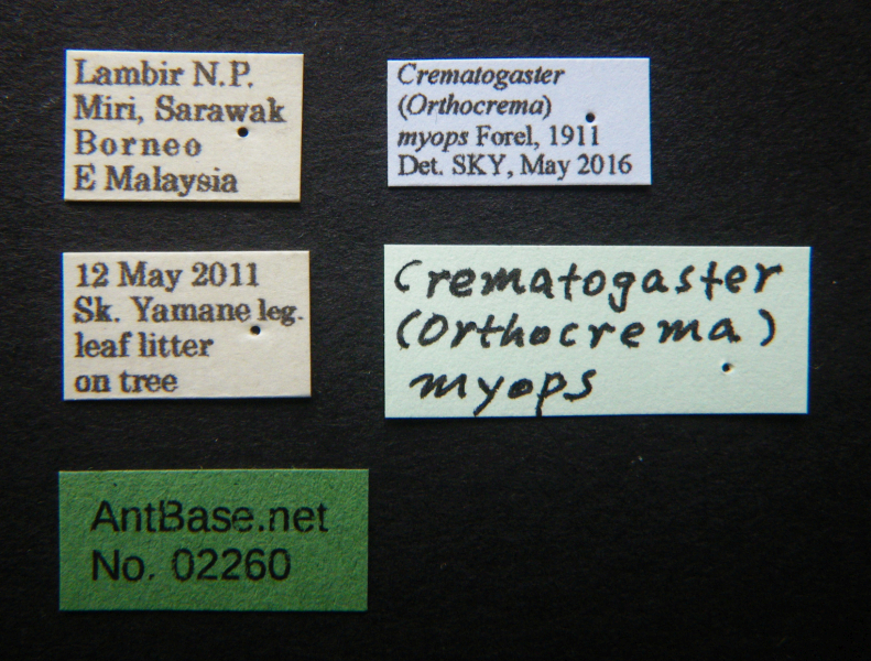 Crematogaster myops