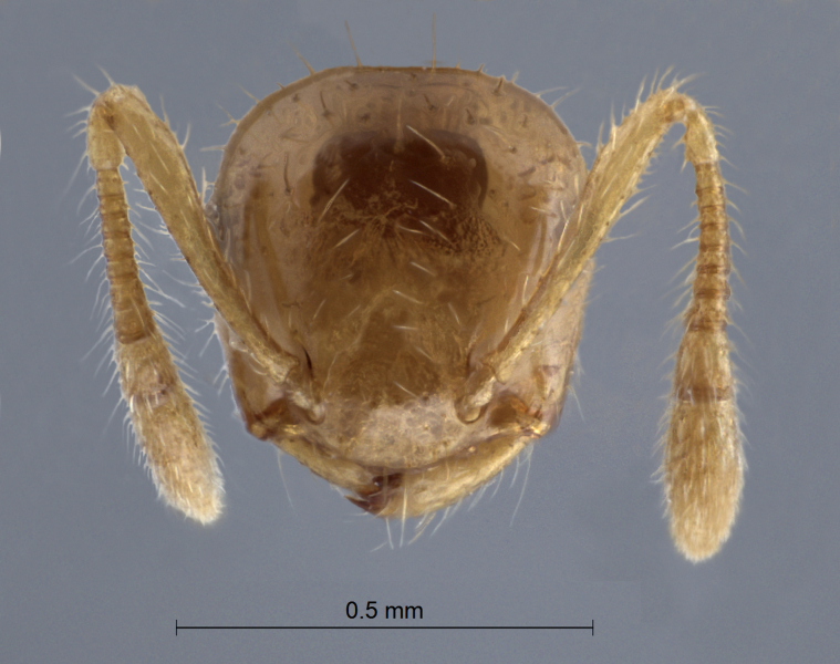Crematogaster  philippinensis frontal