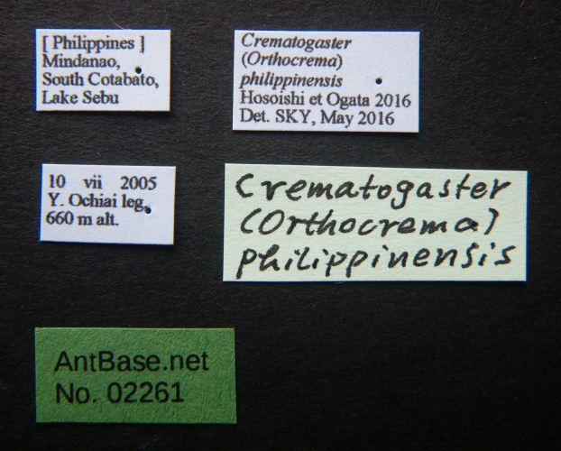 Crematogaster philippinensis label