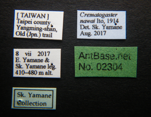 Crematogaster nawai label