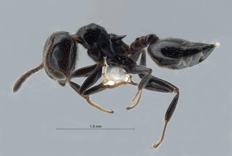  Crematogaster nawai lateral
