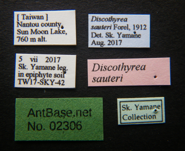 Discothyrea sauteri label