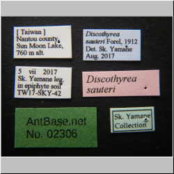 Discothyrea sauteri     Forel, 1912