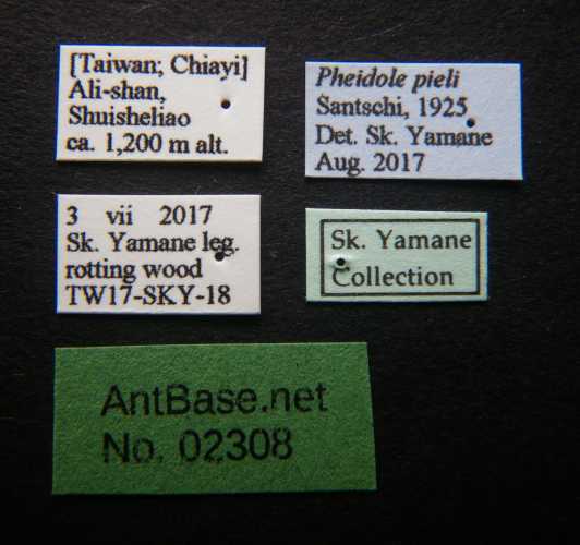 Pheidole pieli label