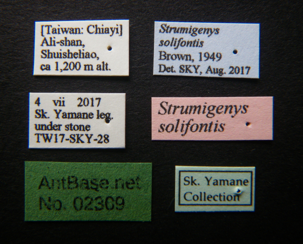 Strumigenys solifontis label