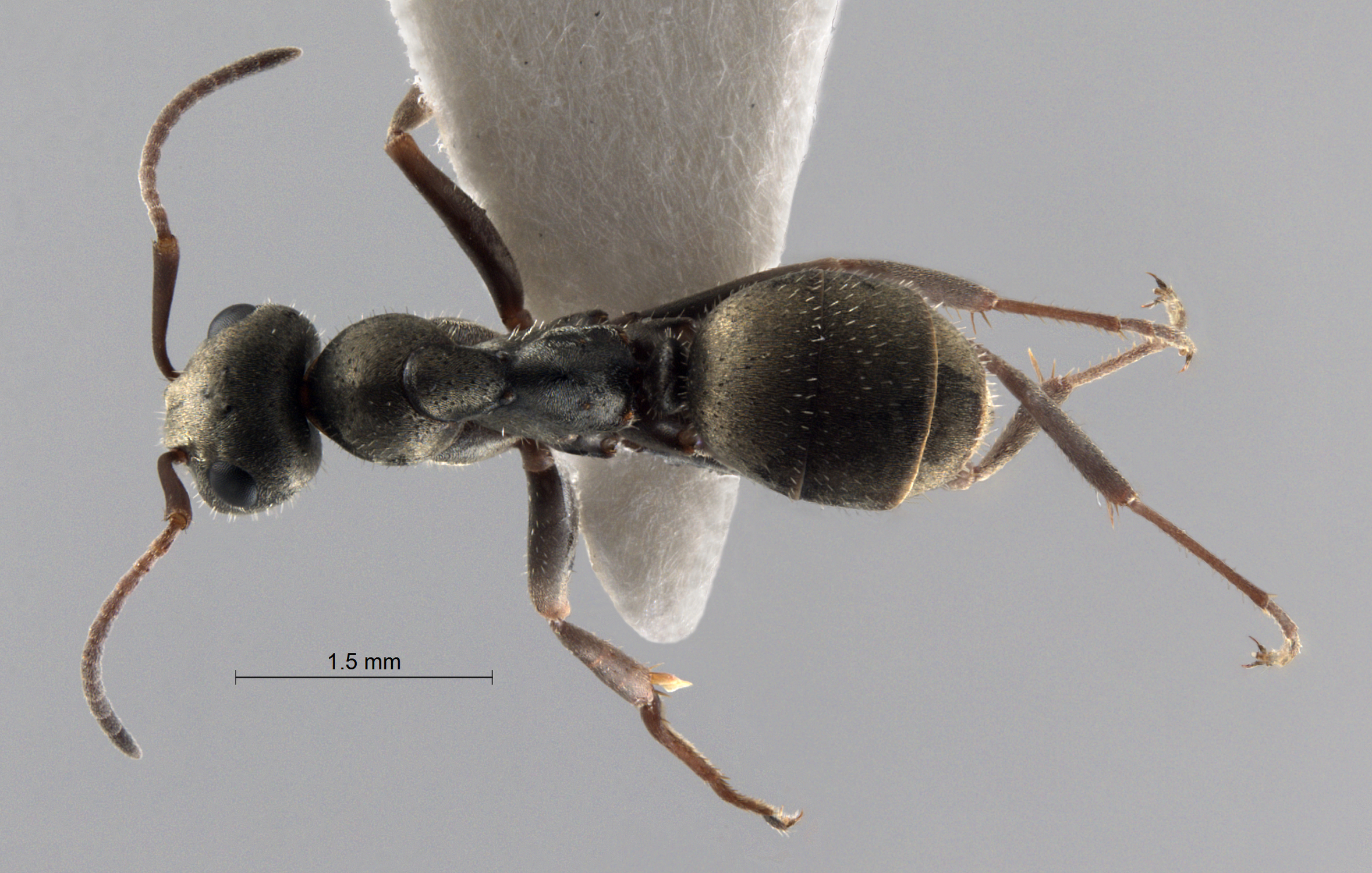  Formica cf. selysi