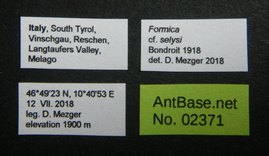 Colobopsis nipponica label