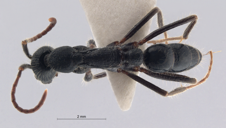 Colobopsis nipponica