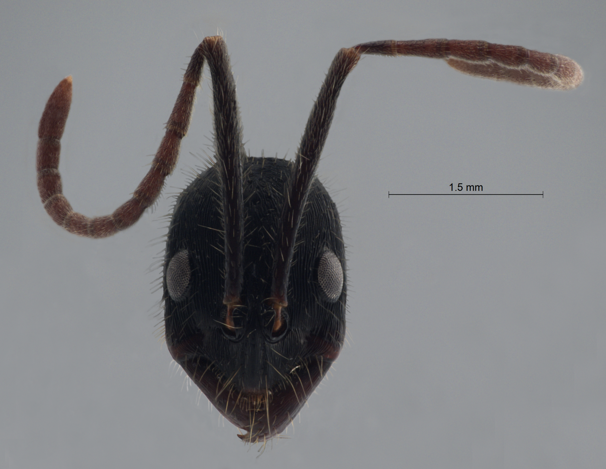 Colobopsis nipponica