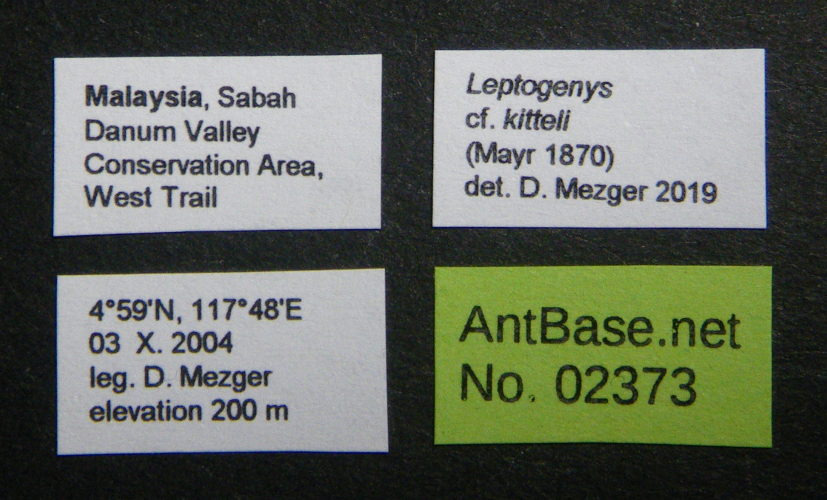 Colobopsis nipponica label