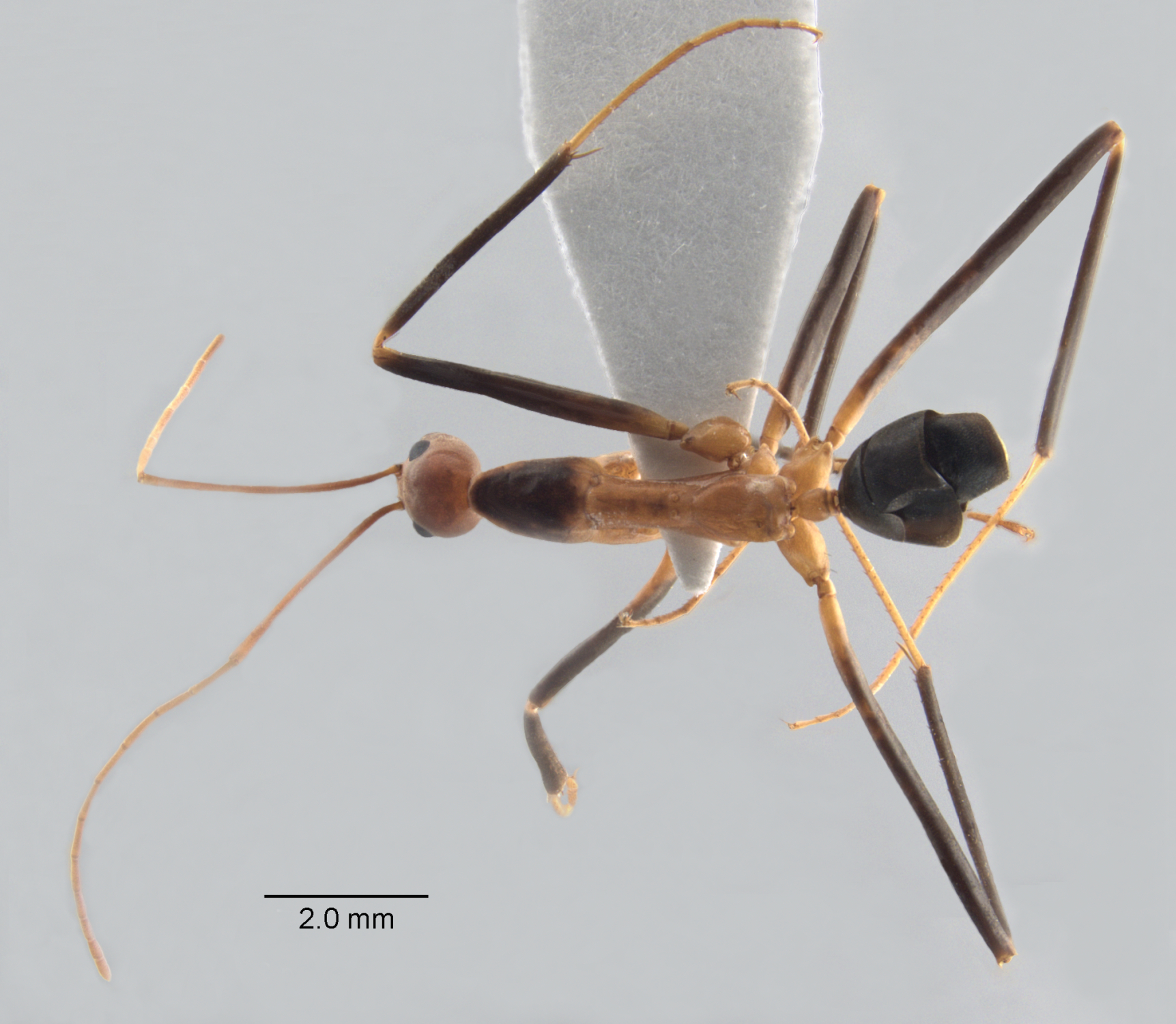  Leptomyrmex cnemidatus