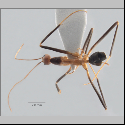 Leptomyrmex cnemidatus Wheeler, 1915  
dorsal