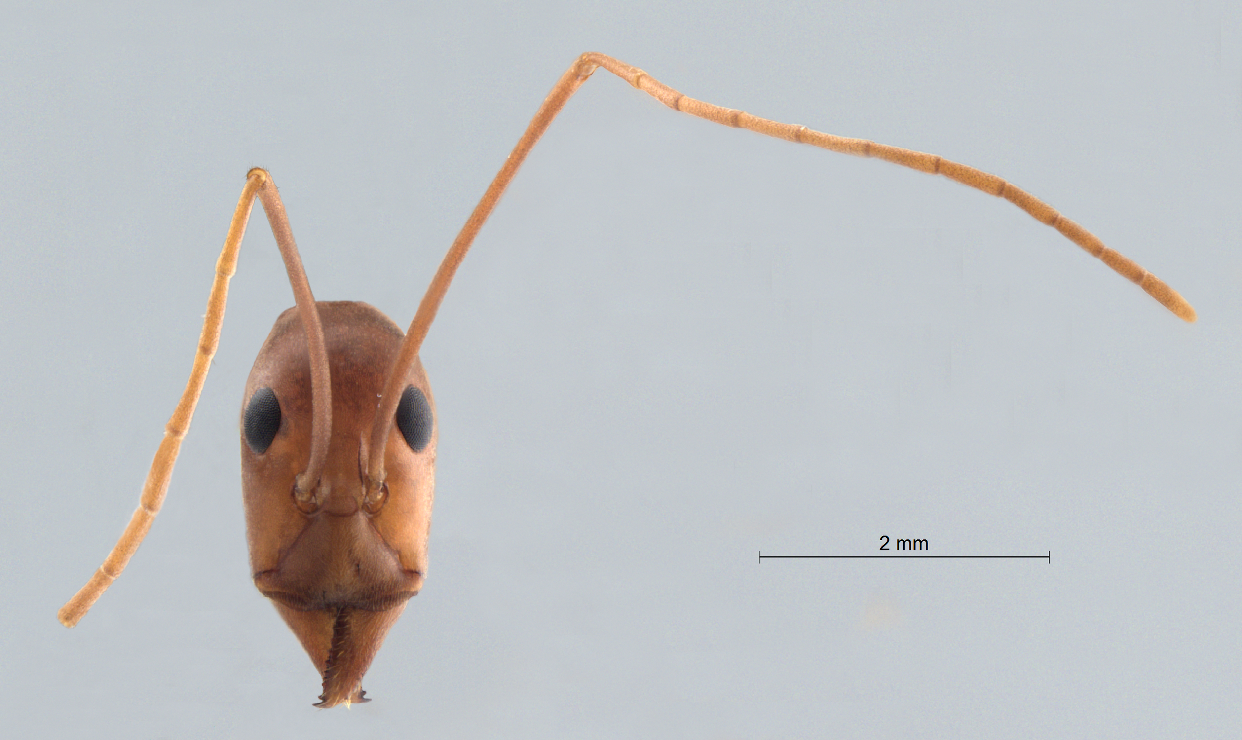 Colobopsis nipponica