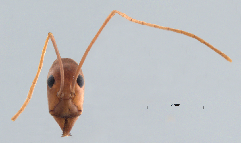 Colobopsis nipponica frontal