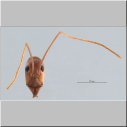 Leptomyrmex