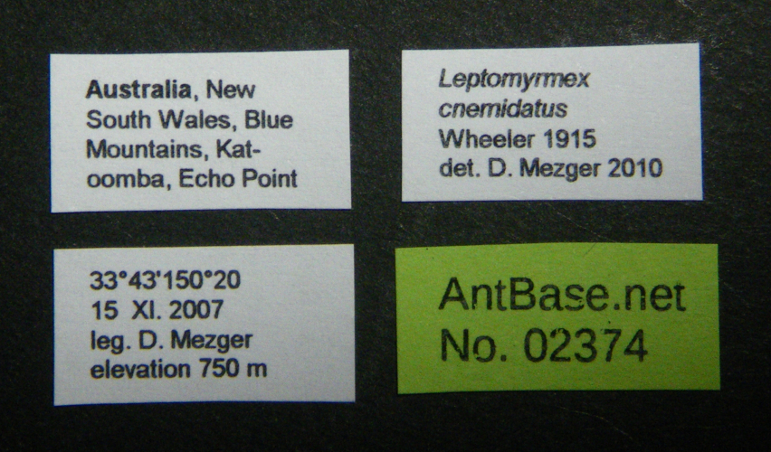 Colobopsis nipponica label