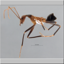 Leptomyrmex cnemidatus Wheeler, 1915