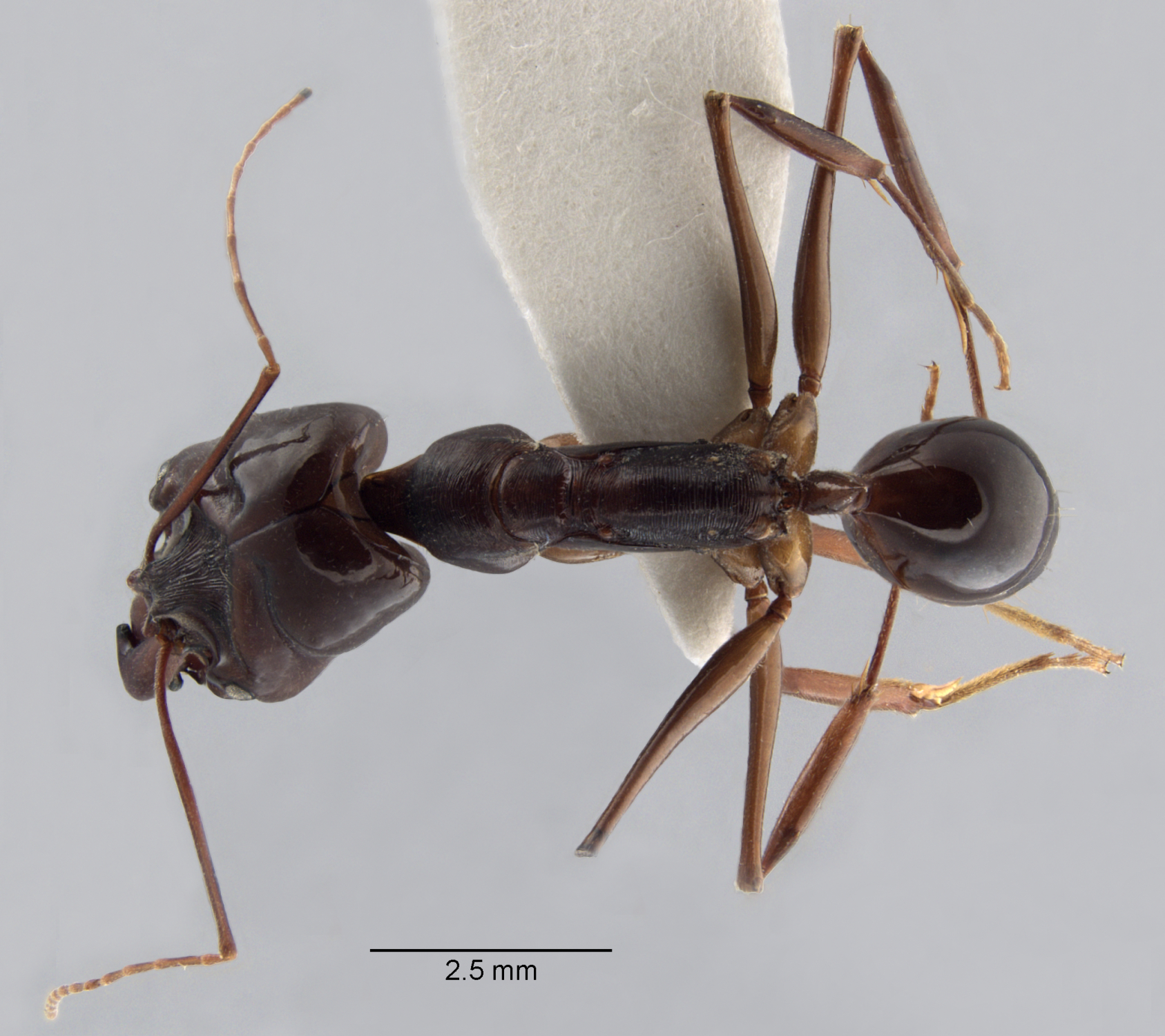  Odontomachus cf. latidens