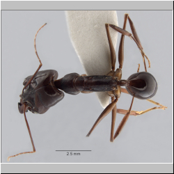 Odontomachus cf. latidens Mayr, 1867  
dorsal