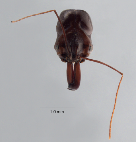 Colobopsis nipponica frontal