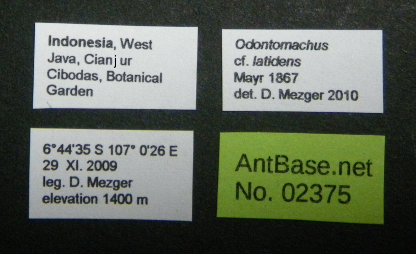 Colobopsis nipponica label