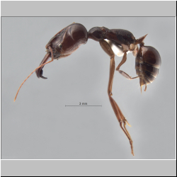 Odontomachus cf. latidens Mayr, 1867