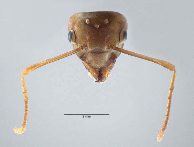 Colobopsis nipponica frontal