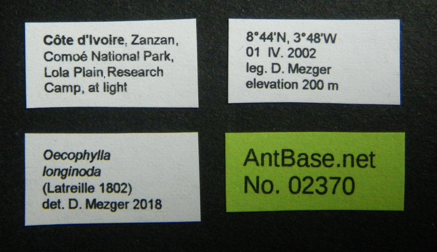 Colobopsis nipponica label