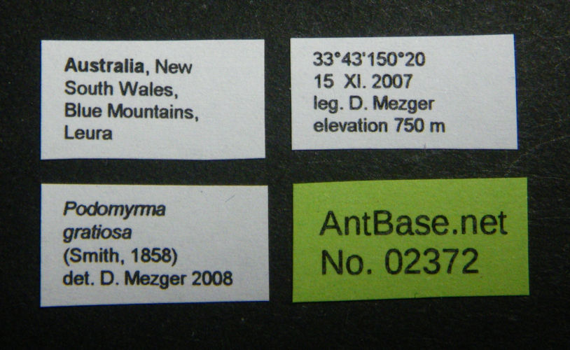 Colobopsis nipponica label