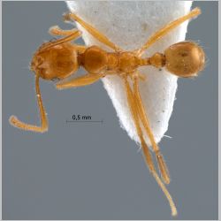 Pheidole annexus Eguchi, 2001 dorsal