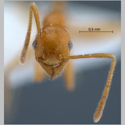 Pheidole annexus Eguchi, 2001 frontal