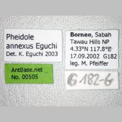 Pheidole annexus Eguchi, 2001 label