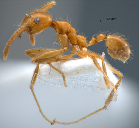 Pheidole annexus lateral