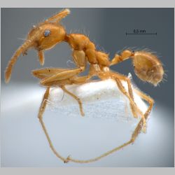 Pheidole annexus Eguchi, 2001 lateral