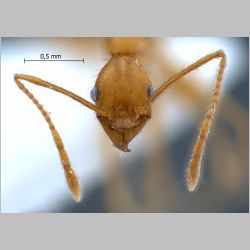 Pheidole cariniceps Eguchi, 2001 frontal