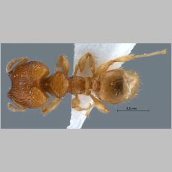 Pheidole clypeocornis major Eguchi, 2001 dorsal