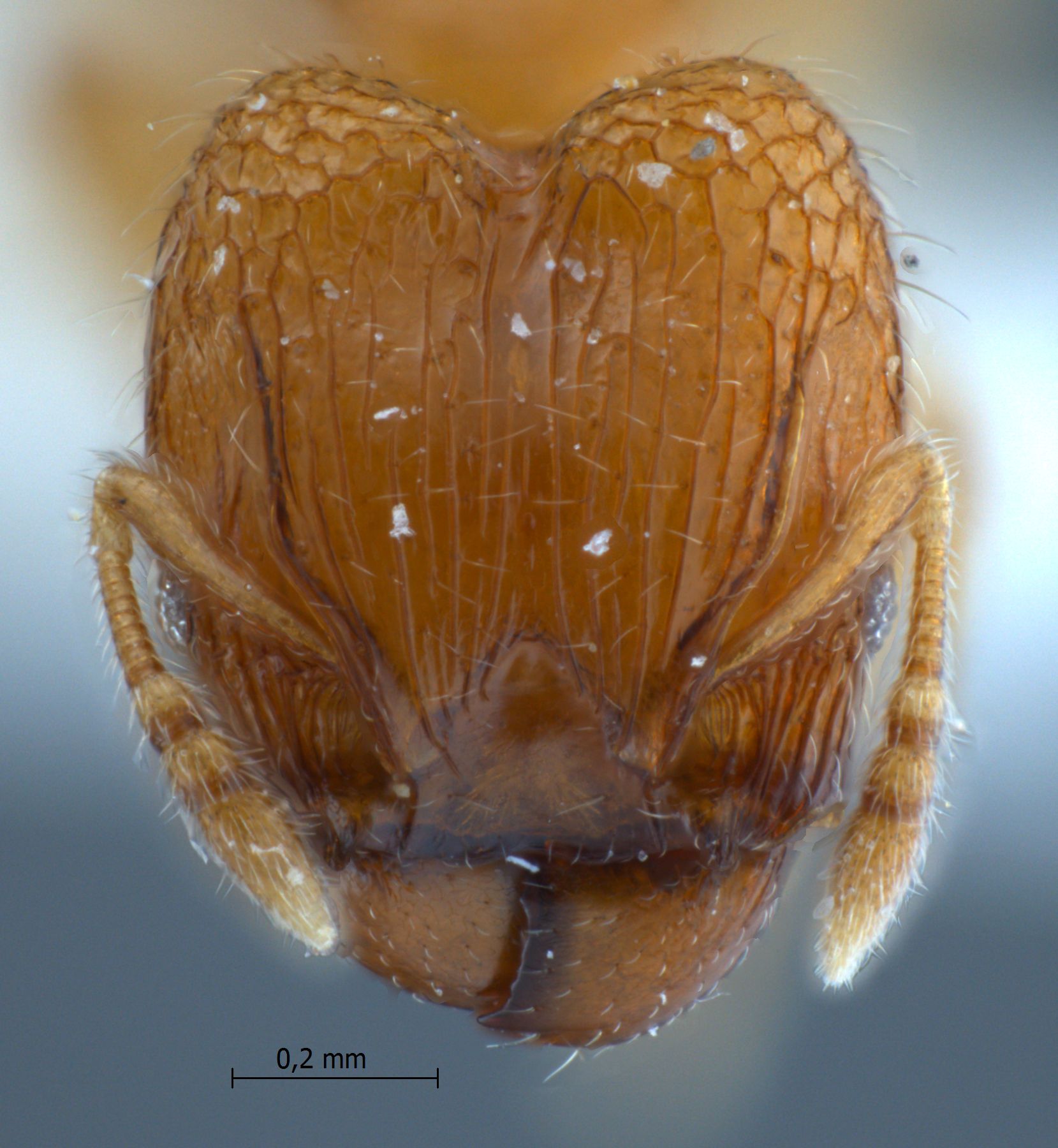 Pheidole clypeocornis major frontal