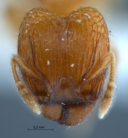 Pheidole clypeocornis major frontal