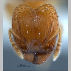 Pheidole clypeocornis major Eguchi, 2001 frontal