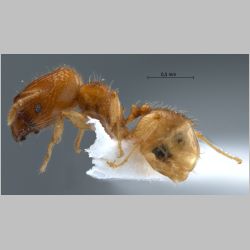 Pheidole clypeocornis major Eguchi, 2001 lateral