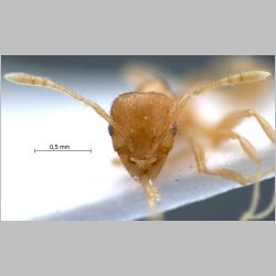 Pheidole elisae Emery, 1900 frontal