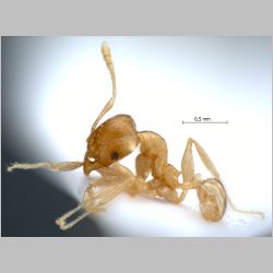 Pheidole elisae Emery, 1900 lateral