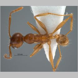 Pheidole inornata Eguchi, 2001 dorsal