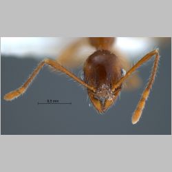 Pheidole inornata Eguchi, 2001 frontal